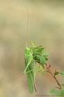 Gruenes Heupferd
